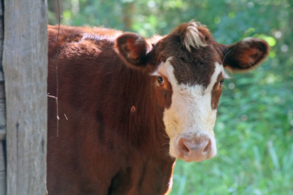browncow